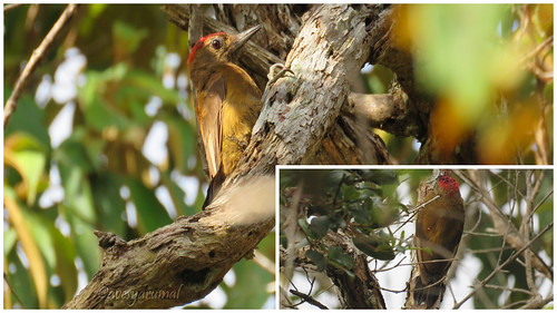 picoides fumigatus carpintero pardo smokybrown woodpecker picidae aves de colombia avistamiento birding birdwatching birds yarumal