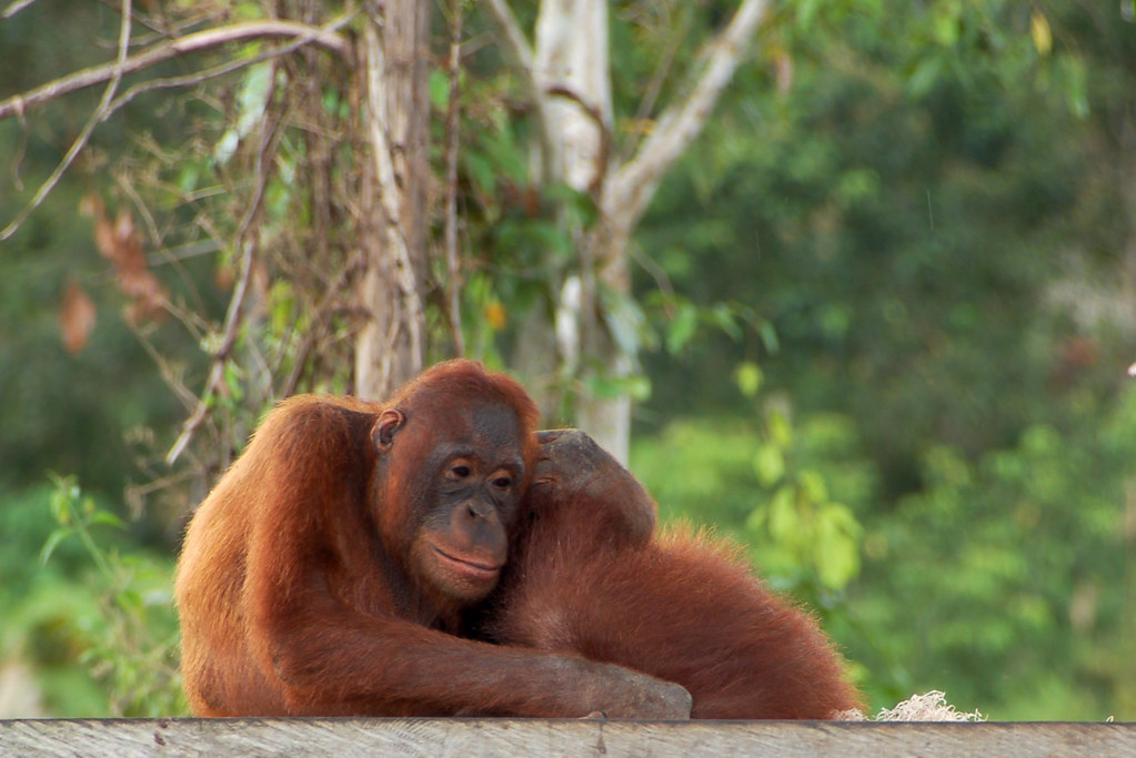 hvorfor ikke besværlige Mere Orangutan sanctuary - CIFOR Knowledge