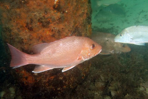 Red Snapper | by Skeptic14