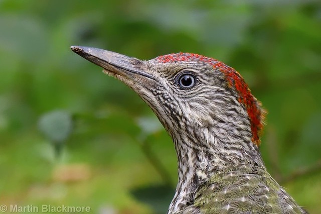 Green Woodpecker close up 85560