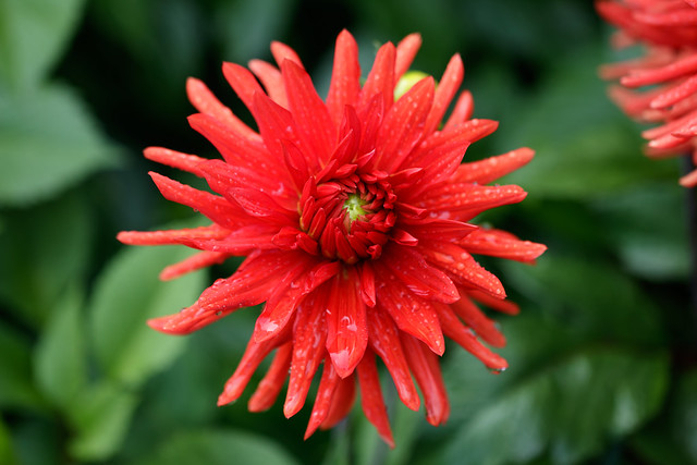 Wet Red Flower