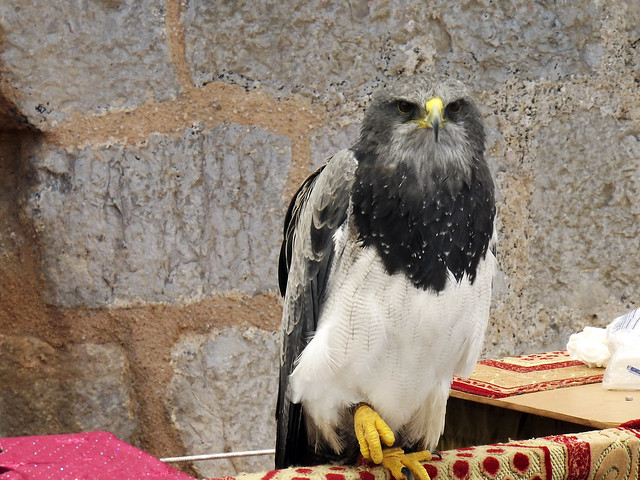 Peñiscola - Aguila en el Mercado Medieval