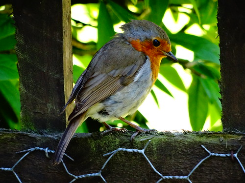 Contemplating☺ | by SteveObersickte