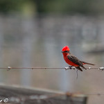Mosquero cardenal Pyrocephalus rubinus