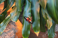 Puelicher Butterfly Vivarium | Milwaukee Public Museum