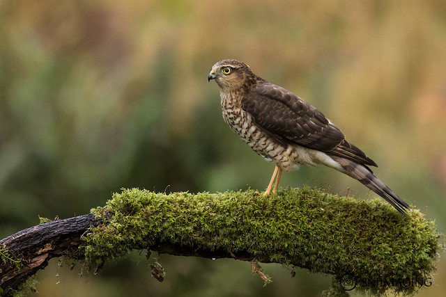 Male Sparrowhawk (juv)