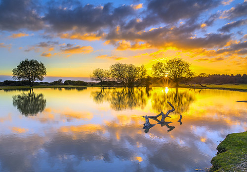 landscape janesmoor pond newforest cloud sun sunrise water tree reflection branch