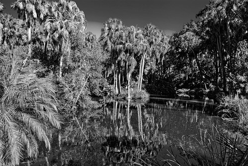 pondwater palmtrees lakewales lakewalesridge ironmountain boktowergardens sanctuary sunshinestate centralflorida polkcounty trees nature geology
