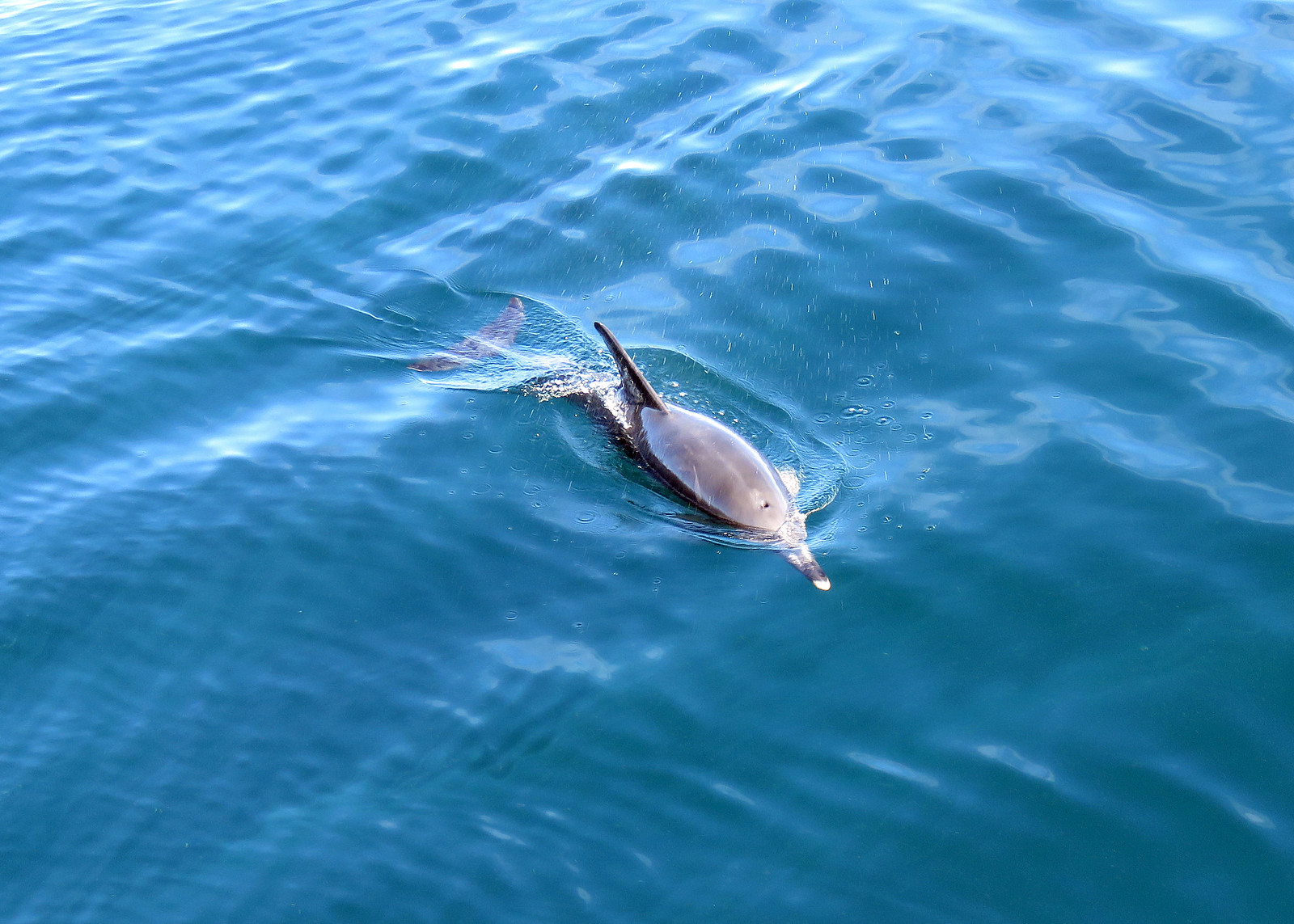 Common Dolphin - Delphinus delphis