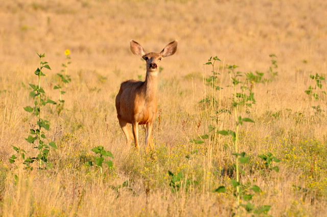 Mule deer in the meadow