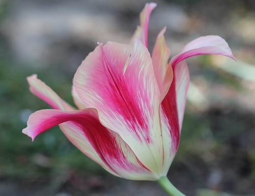 Tulipa - grands hybrides - tulipes chics et kitch (sections 1 à 11) 36306491101_ab66e1c285