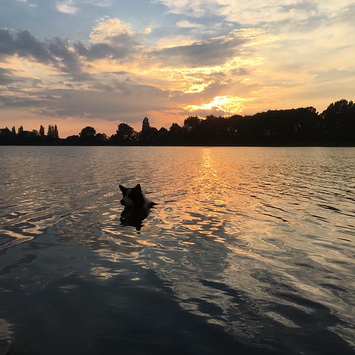 Dog x Sunset by William Do Quoc, 