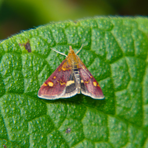 Pyrausta purpuralis moth resting