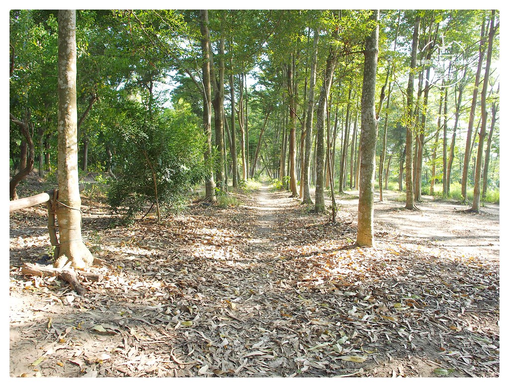 台南 森林,台南 森林步道,台南 虎山,台南 虎山林場,台南IG,台南景點,台南景點私房,台南森林步道,台南步道,森林,虎山林場,虎山林場森林步道,虎山林場門票,虎山森林步道,虎山步道 台南 @薇樂莉 - 旅行.生活.攝影