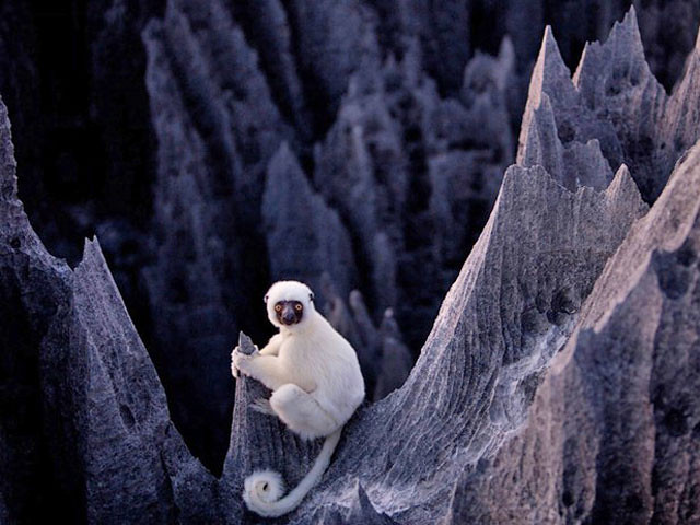 Tsingy di Bemaraha: la foresta rocciosa del Madagascar