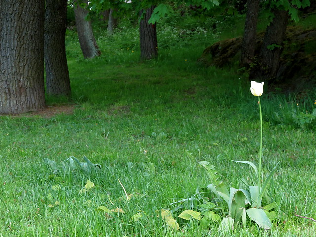A solitary tulip