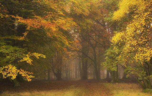 Autumn forest.Scotland.
