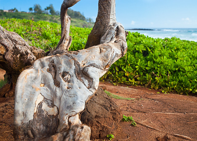 Kauai tree stump beach-1