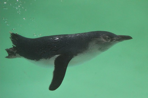 bird penguin water swim green