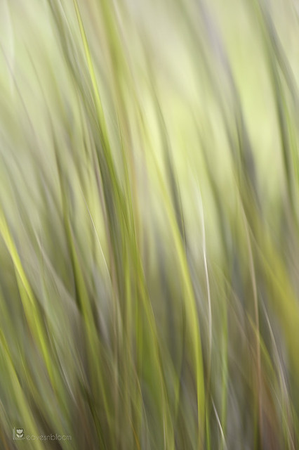 Pheasant's Tail Grass
