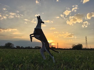 Pet Portraits Sky Field Sunset Grass Cloud - Sky Full Length Nature Silhouette Outdoors Jumping Growth Landscape Beauty In Nature Energetic Domestic Animals Animal Themes Pets Dog The Week On EyeEm Whippet EyeEmNewHere No People One Animal Mammal