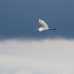 Egret, Cloud Great Egret floating on a cloud.

North Ottawa Impoundment, Grant County, Minnsota