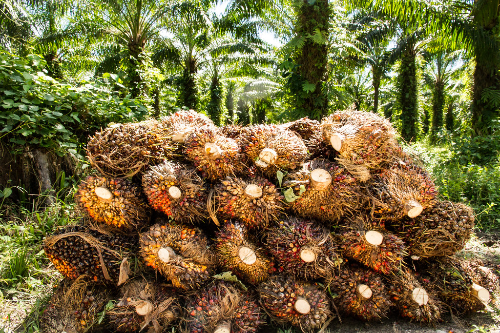 Collected oil palm fruits in San Martin, Peru.