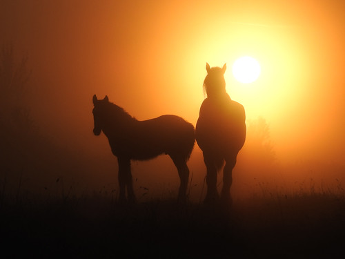 horse horses silhouette sunrise foal rogerstownestuary dublin ireland eíre equine outdoor animalia animal