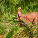 Oil Palm work