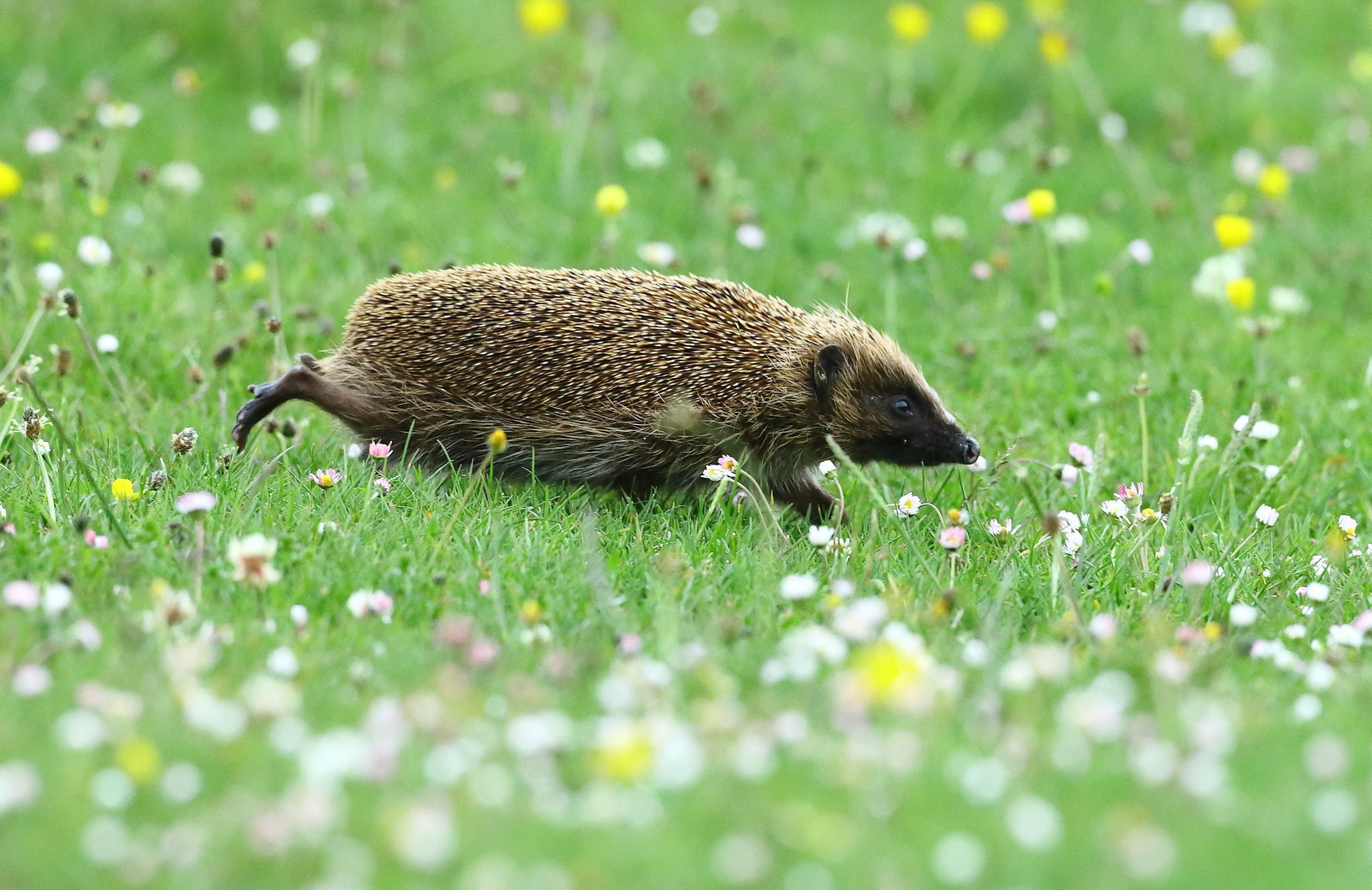 Eurasian hedgehogs introduced to the island of Coll by Alick Simmons