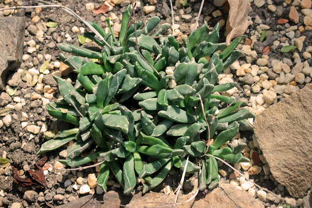 Rhombophyllum rhomboideum (Salm-Dyck) Schwant. - BG Meise