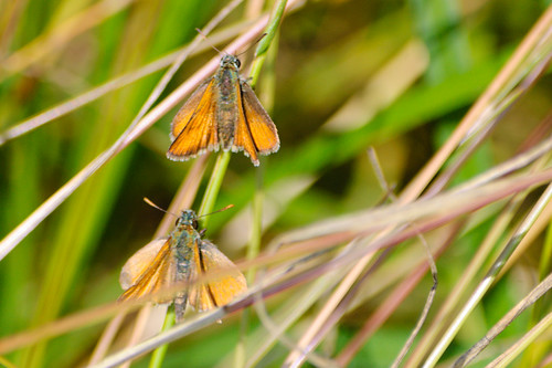 Pair of skipper butterflies on grass stem
