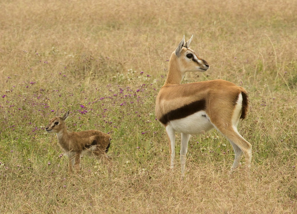Thomson's Gazelle (Eudorcas thomsonii) mom and newborn faw… | Flickr