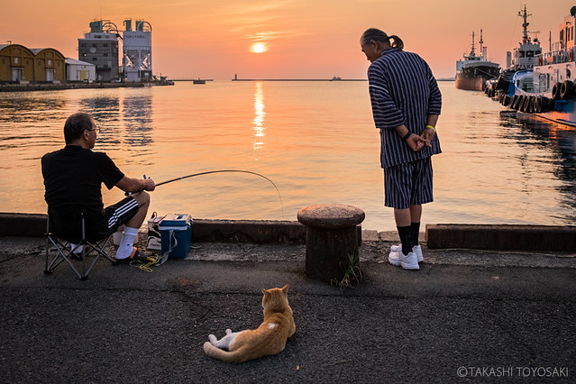 Japan Stray Cats Photographers_Takashi Toyosaki #001