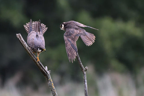 Faucon hobereau Falco subbuteo - Eurasian Hobby, faucon fauconhobereau falcosubbuteo eurasianhobby étangdesaigrettes