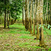 Forestry for Sustainable Future