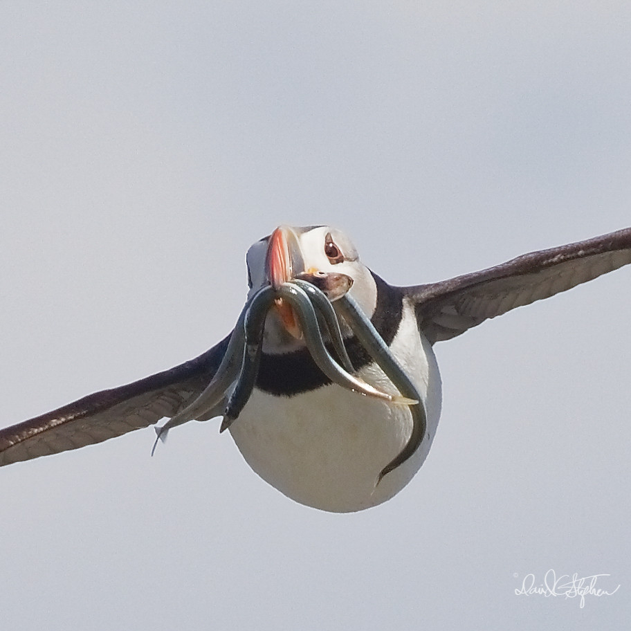 Flying Puffin With Fish