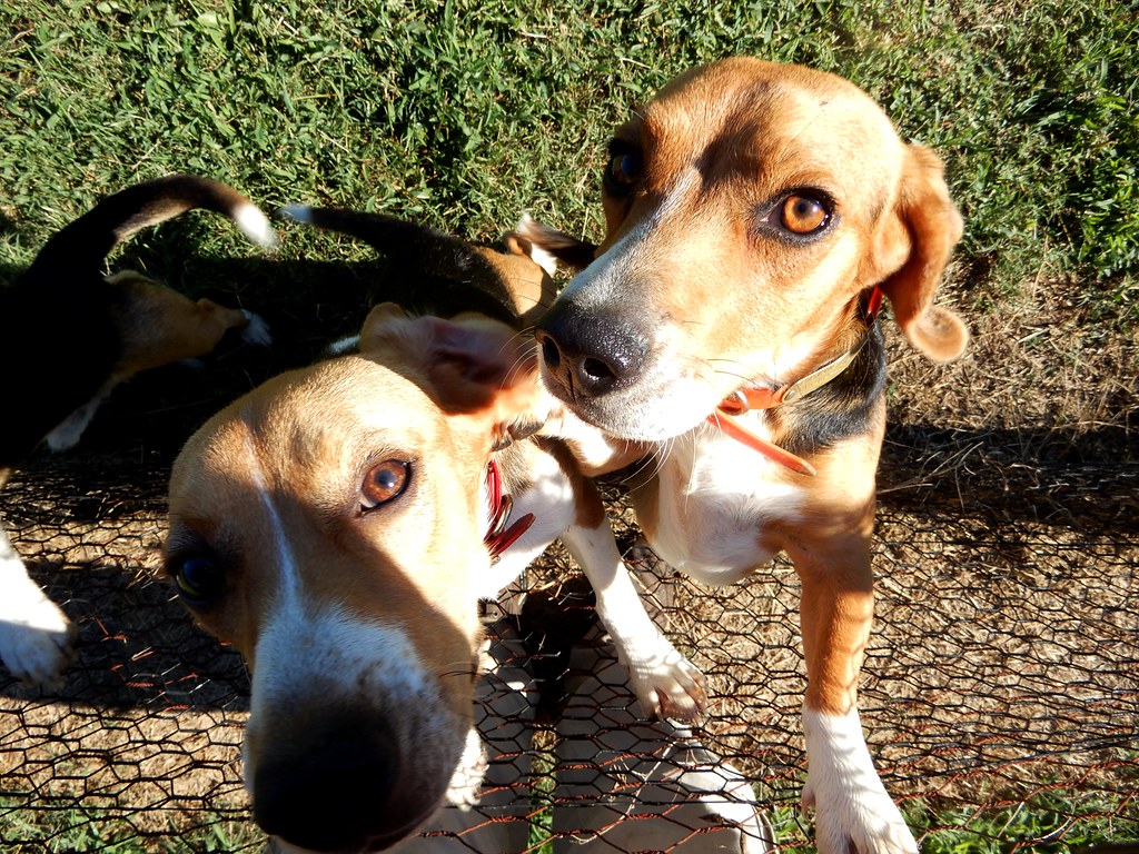 beagle hounds