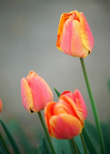 Tulipa - grands hybrides - tulipes chics et kitch (sections 1 à 11) 36275271172_c8c4a5bb99