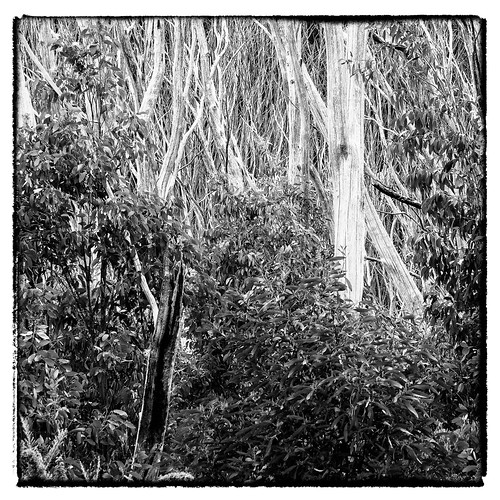 lunaphoto noiretblanc landscape monochrome m43 australia victoria bw olympuspenf peterbartlett blackandwhite microfourthirds niksilverefex rubicon au