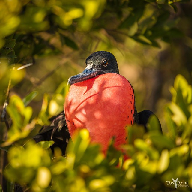 Love is in the air. Frigate bird trying to attract a mate. #Belize #ManOWarCaye #frigatebird #birds #ThisIsYourBelize