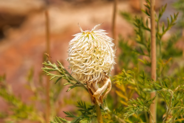 Wild Flower (Anemone Pod )