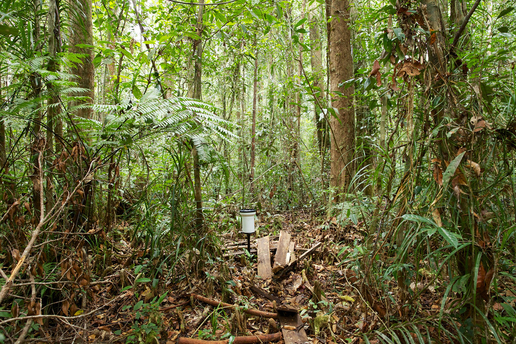 A sample plot in a forest in Central Kalimantan.
