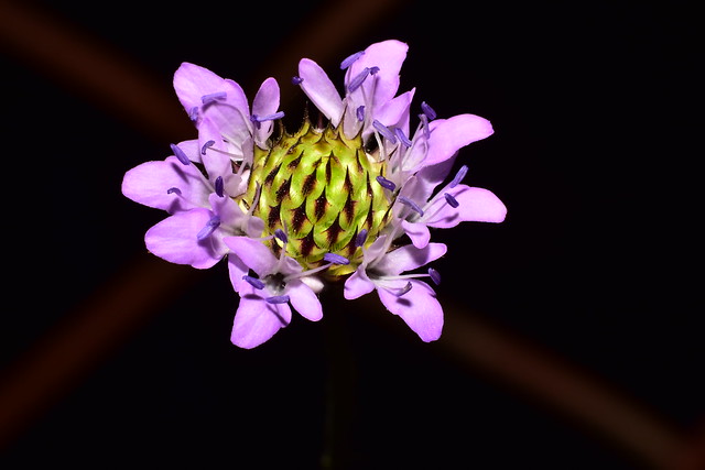 Purple  petals