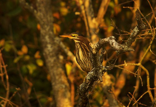 green tree 1 by S. J. Coates Images, green heron marshlands kingston ontario sunset