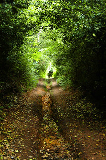 walk 22 Tunnel of Trees 