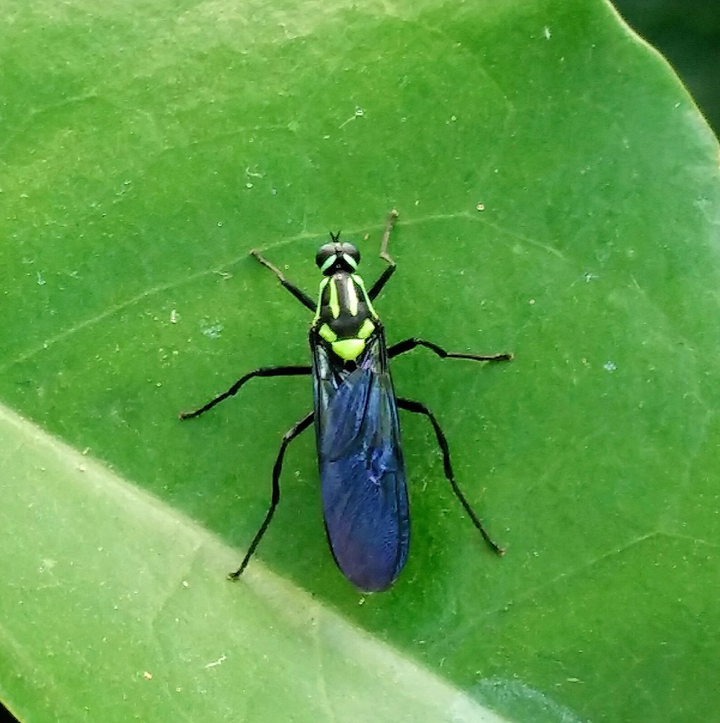Patera Insect 2017-08-31_10-55-09 | patirico | Flickr