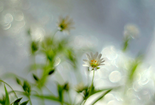 White and delicate | by ElaR.