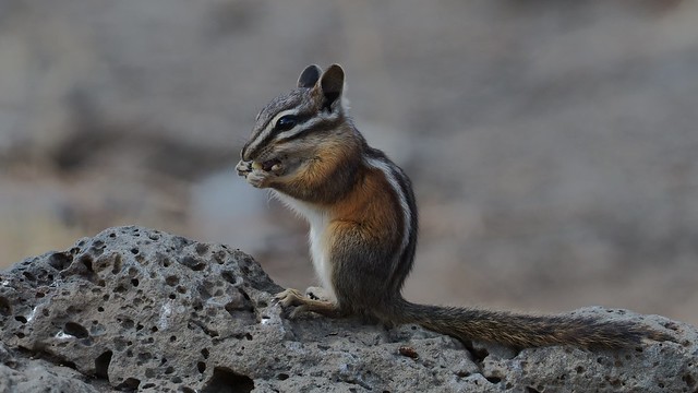 Either a Least Chipmunk or Yellow Pine Chipmunk