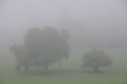 mist trees two foggyday dordogne